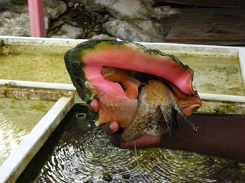 Male Conch